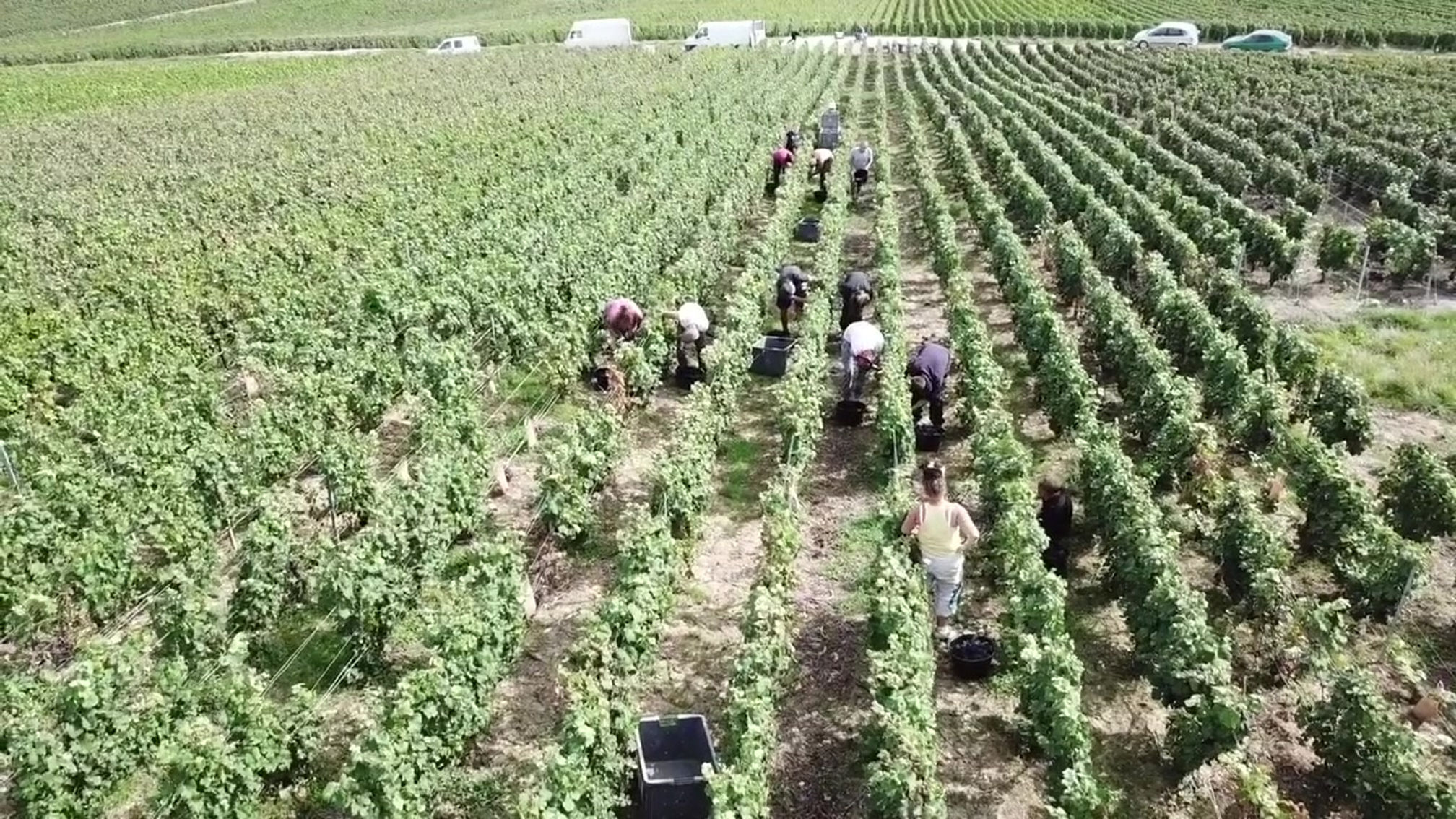 Les Vendanges / Harvest